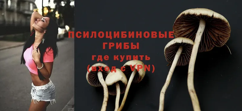 Псилоцибиновые грибы Psilocybe  mega рабочий сайт  Куса  где купить наркоту 